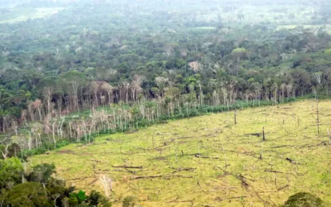 Reducción de Deforestación en Colombia Según Minambiente