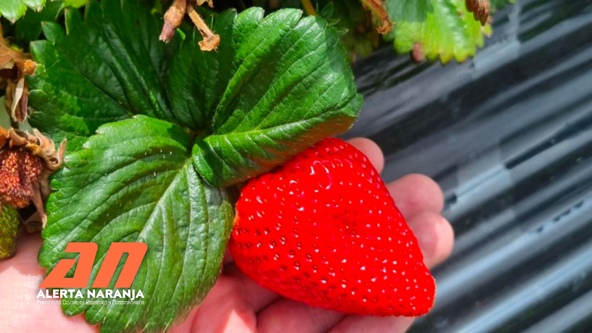 FRESAS_SIBATÉ