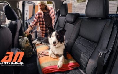 Cómo viajar en carro con tu mascota de forma segura y cómoda